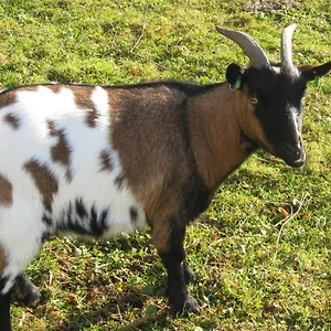 Le Paradis Des Animaux Maison d'hôtes
